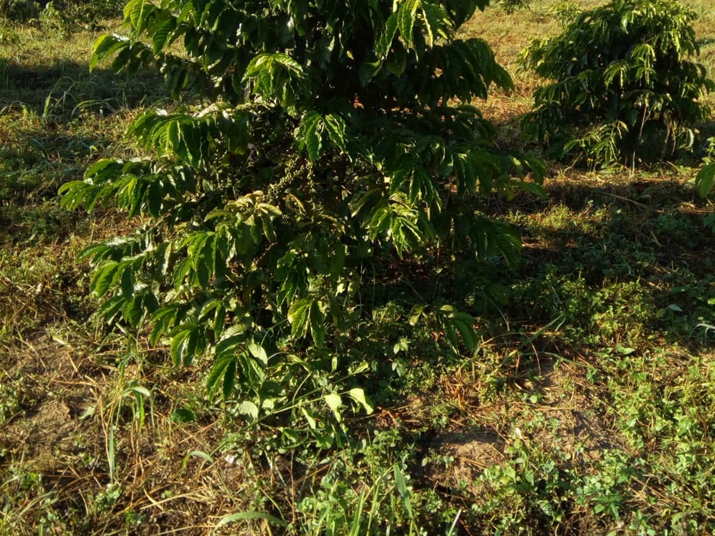 Agricultural Land for sale in Mtiyana Wakiso