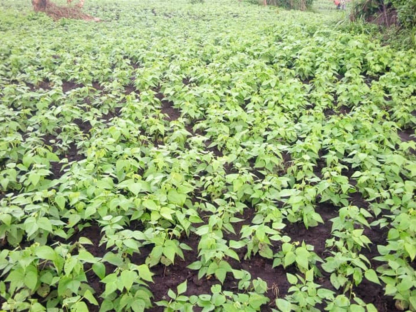 Agricultural Land for sale in Mtiyana Wakiso