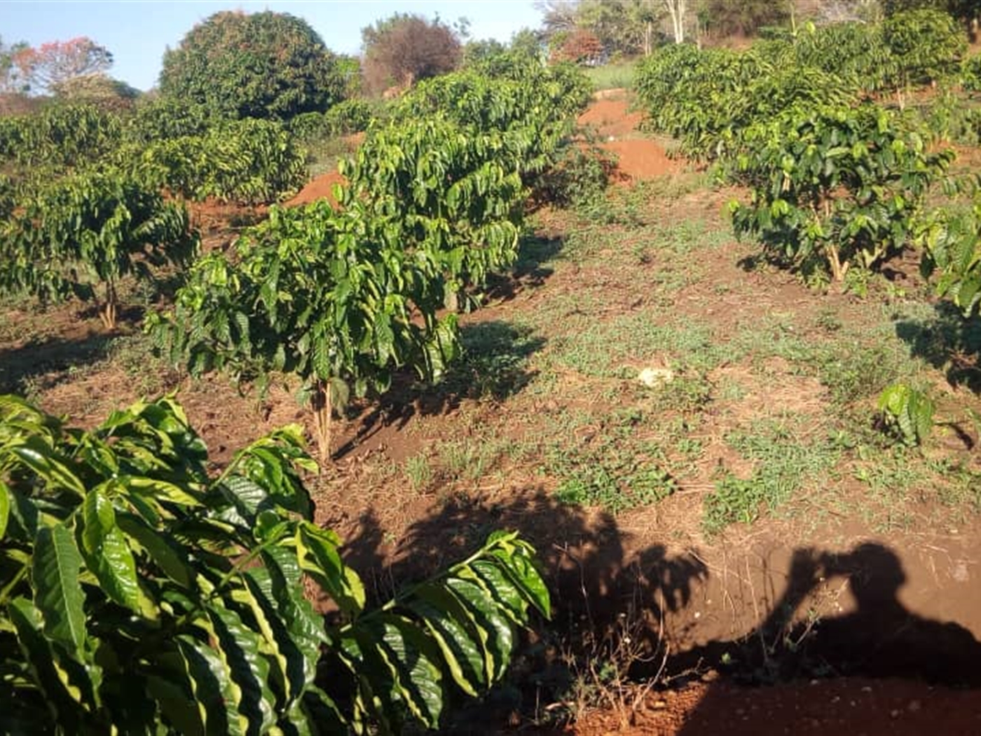 Agricultural Land for sale in Mtiyana Wakiso