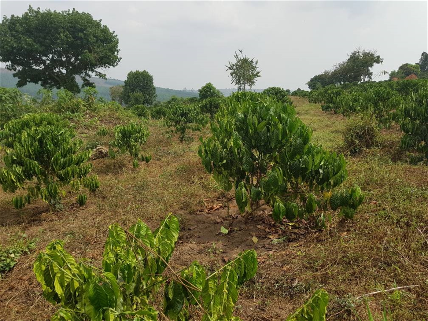 Agricultural Land for sale in Mtiyana Wakiso