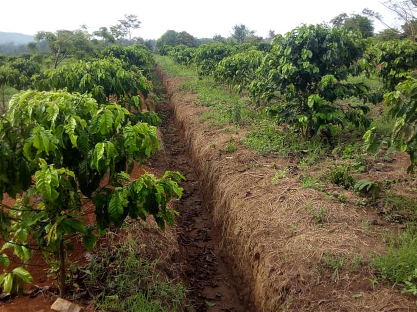 Agricultural Land for sale in Mtiyana Wakiso