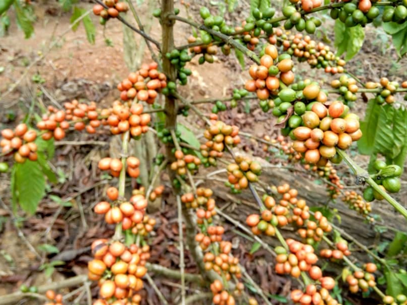 Agricultural Land for sale in Mtiyana Wakiso