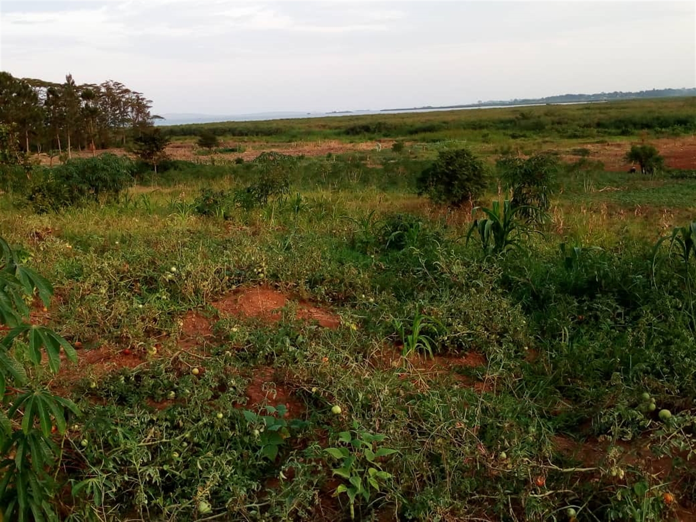 Residential Land for sale in Kitoko Masaka