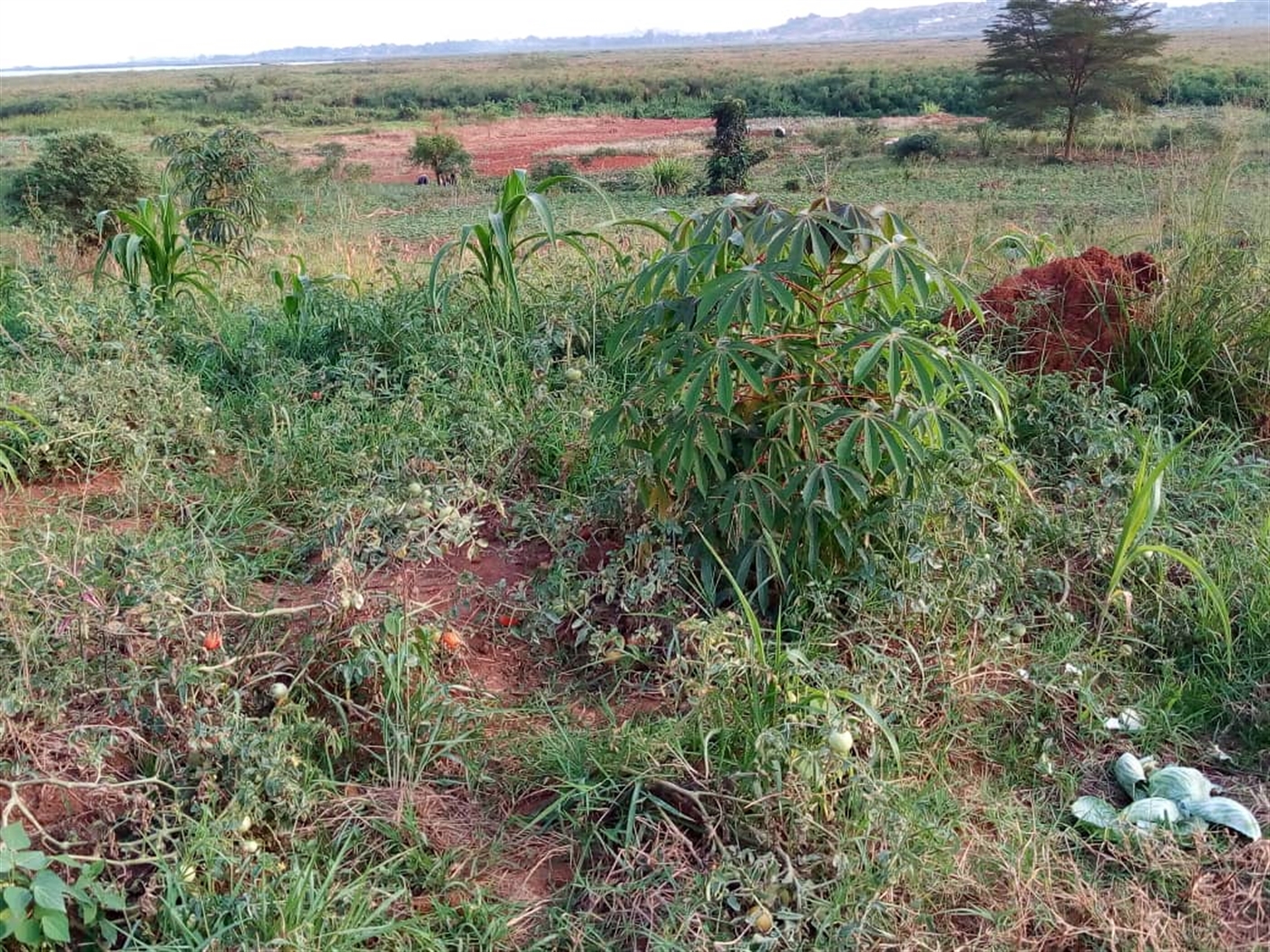 Residential Land for sale in Kitoko Masaka