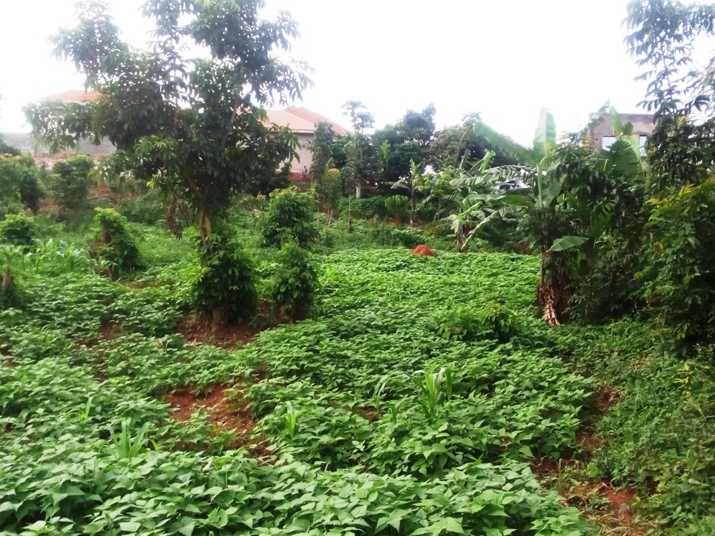 Agricultural Land for sale in Busaabala Wakiso