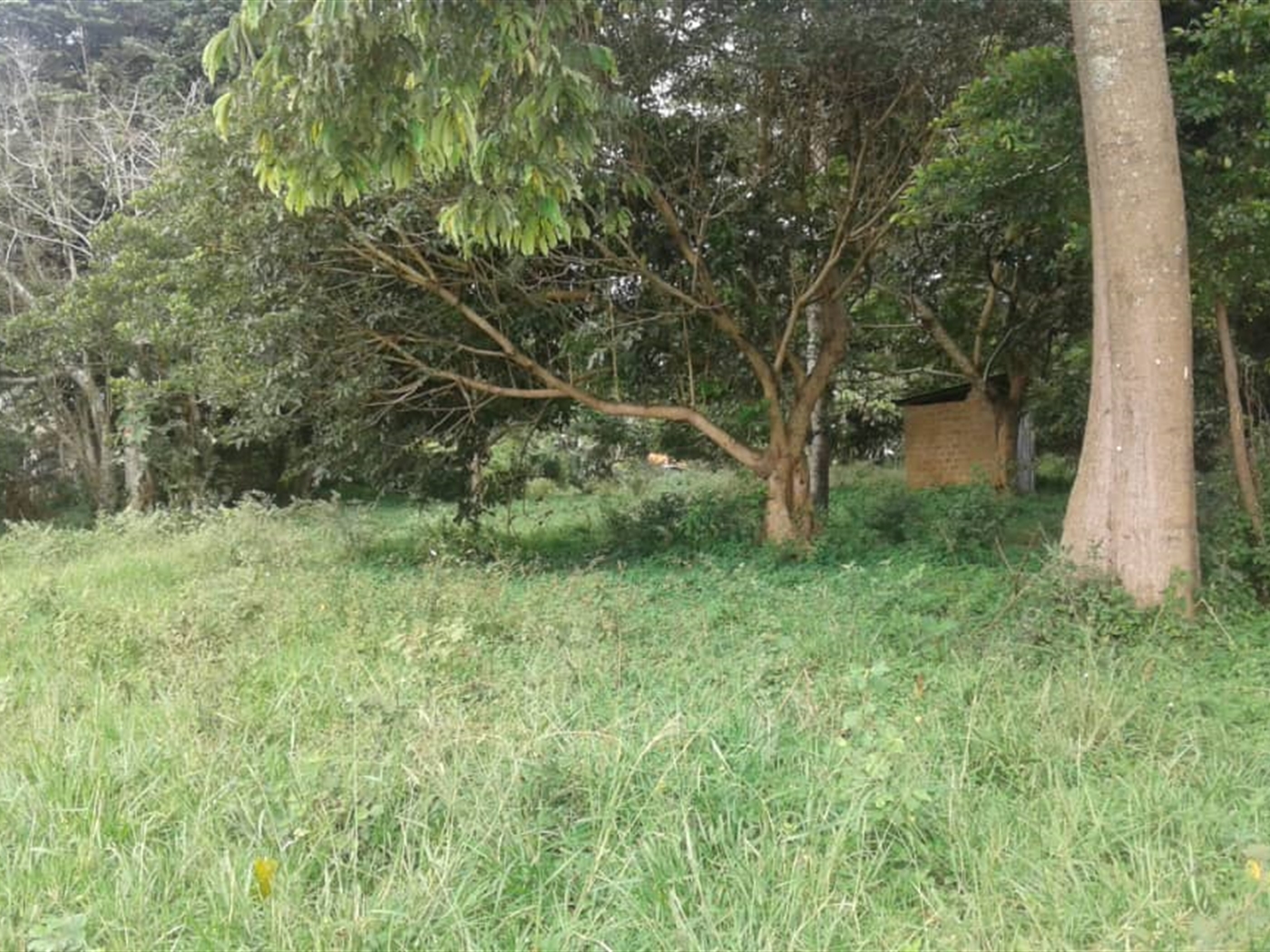 Agricultural Land for sale in Garuga Wakiso