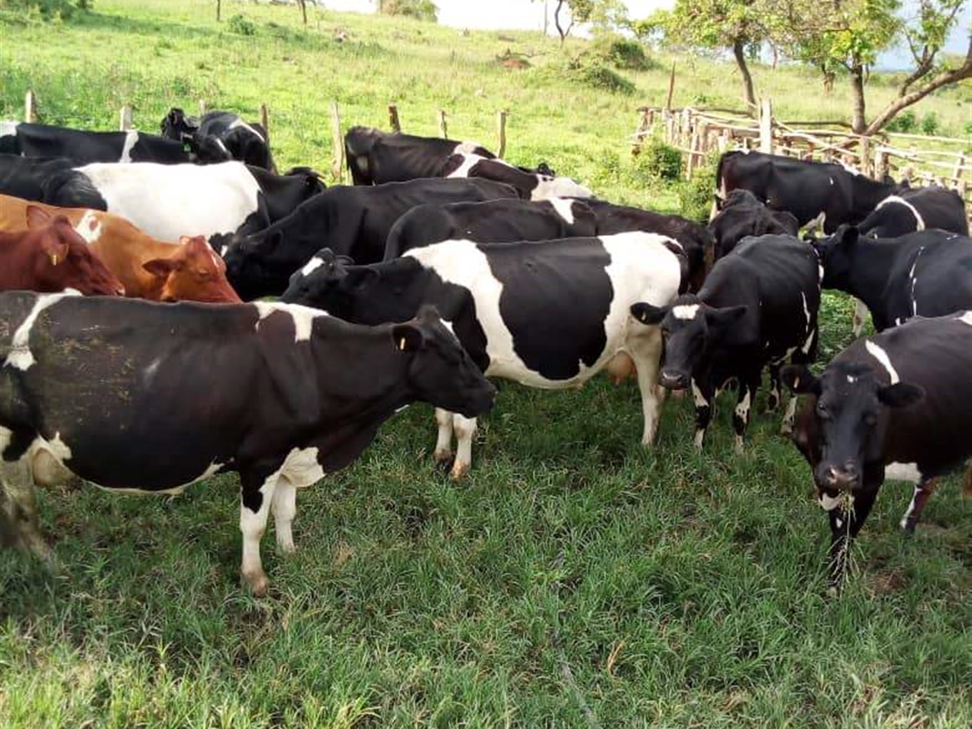 Agricultural Land for sale in Namasagali Jinja