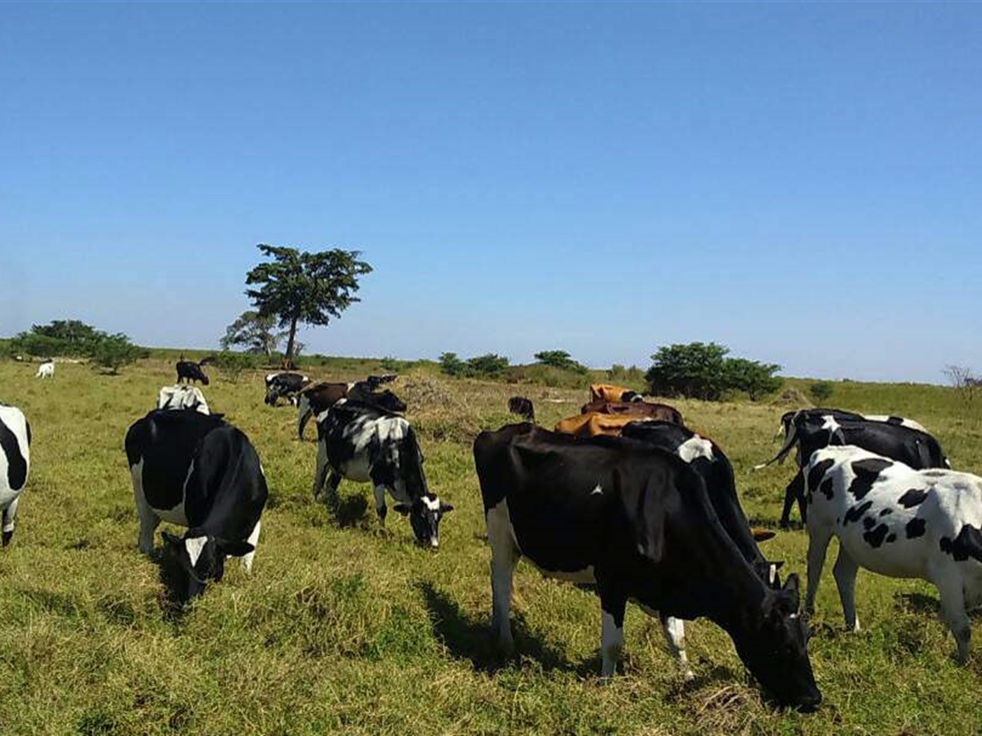 Agricultural Land for sale in Namasagali Jinja
