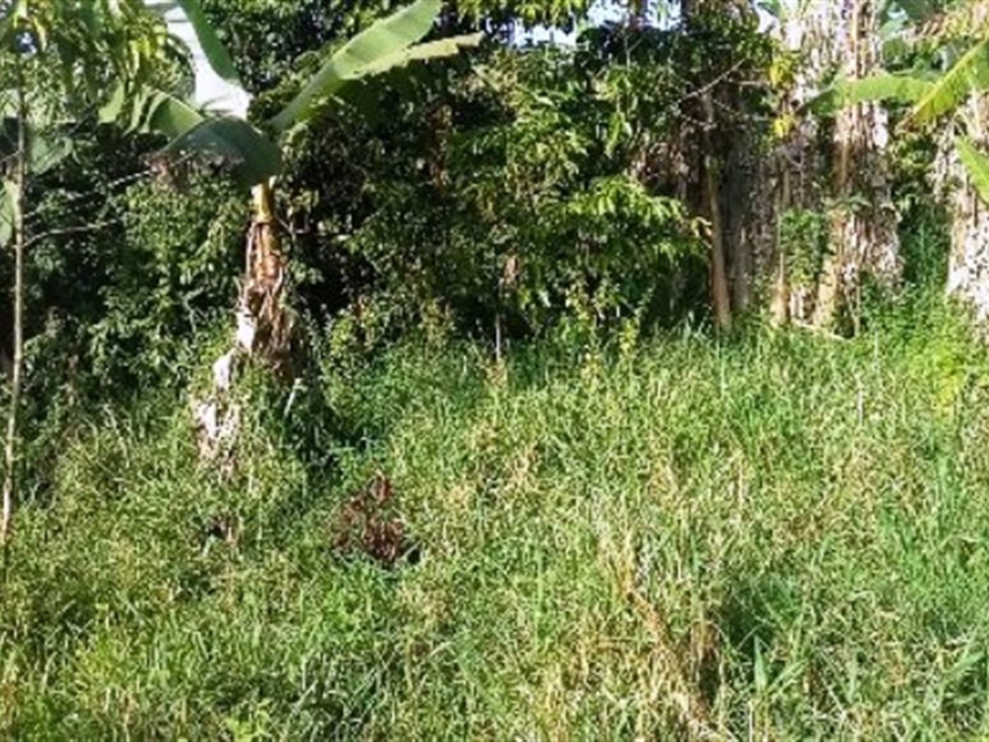 Agricultural Land for sale in Sibukunja Mukono