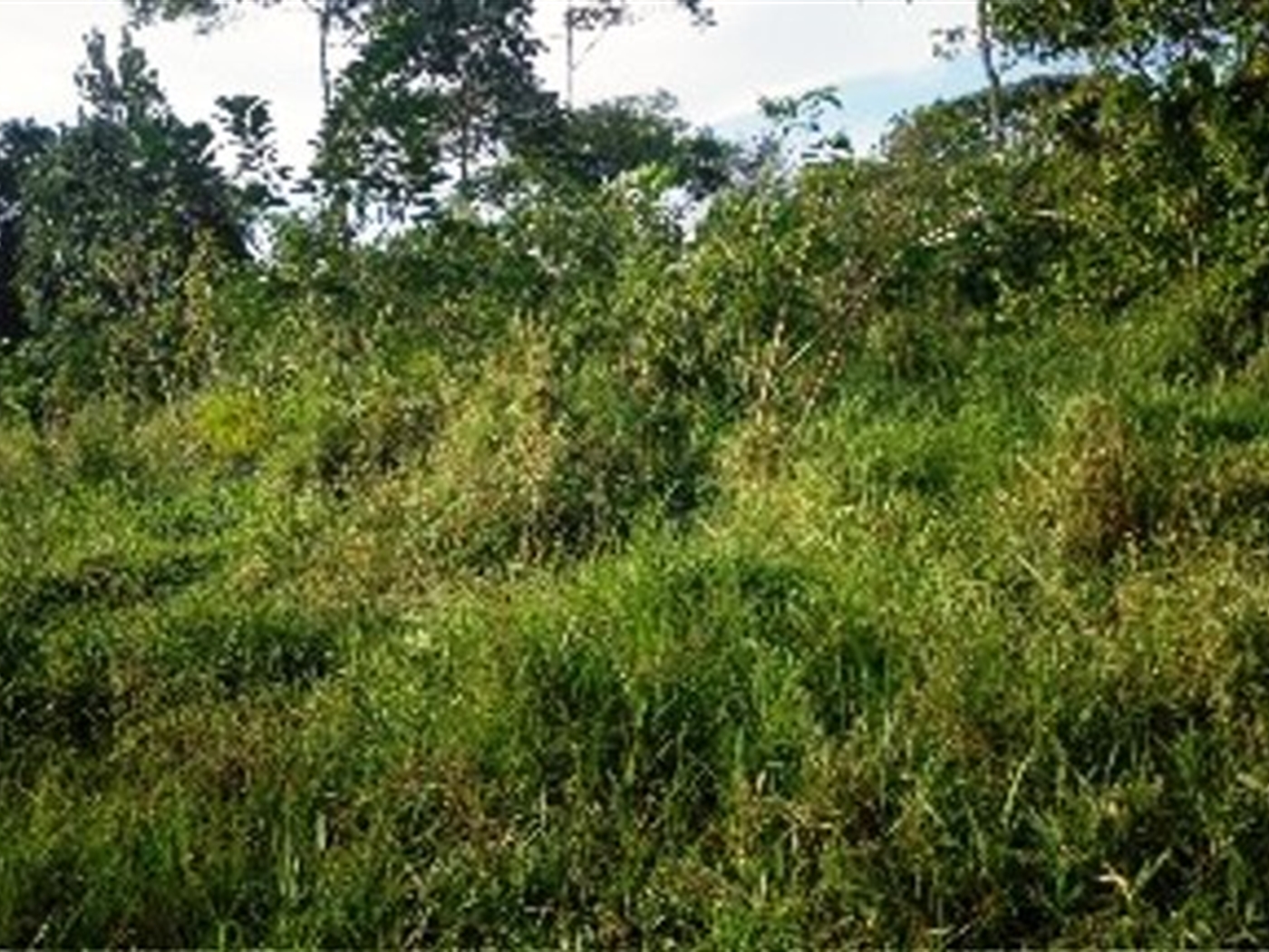 Agricultural Land for sale in Sibukunja Mukono