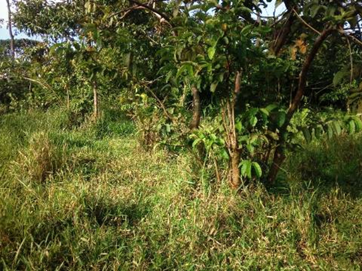 Agricultural Land for sale in Sibukunja Mukono