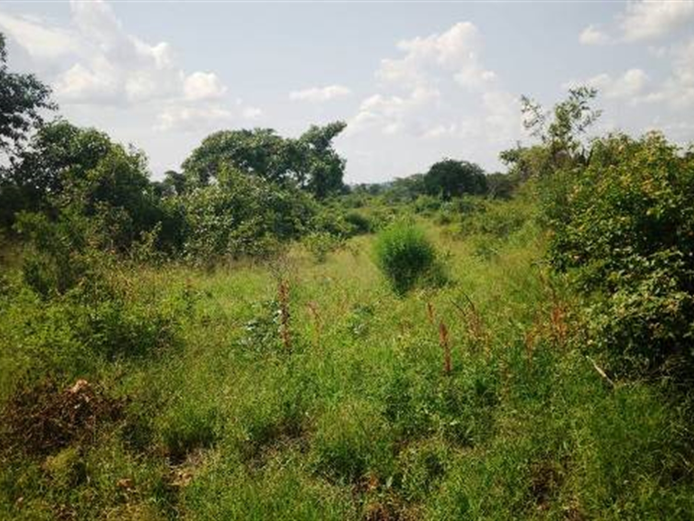 Agricultural Land for sale in Sibukunja Mukono