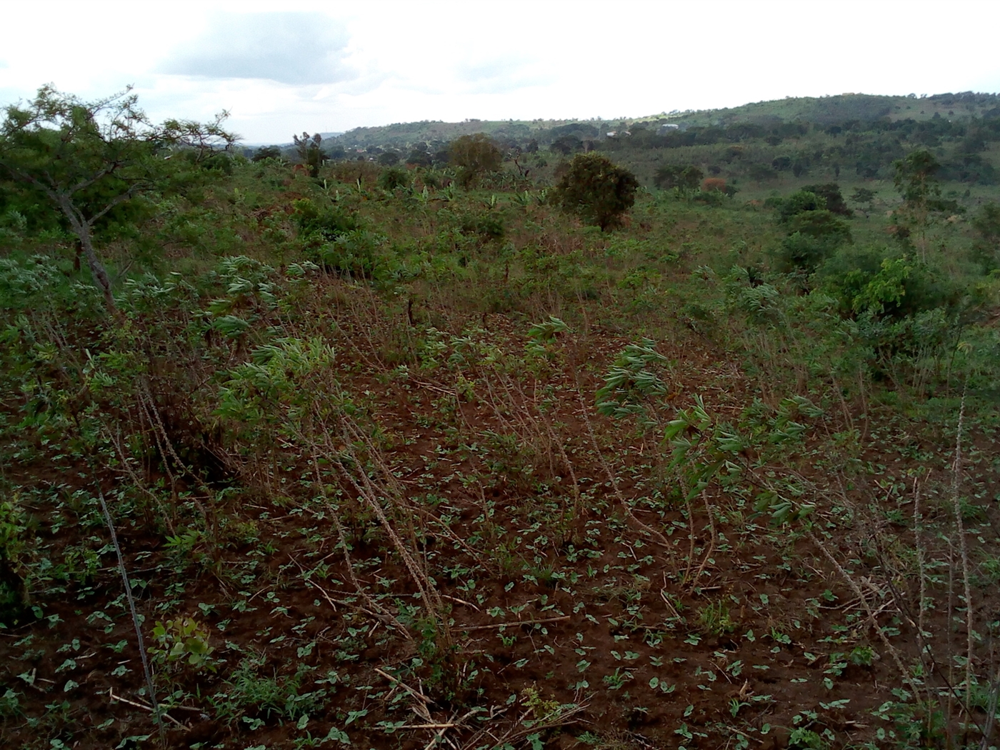 Agricultural Land for sale in Kasambya Mubende