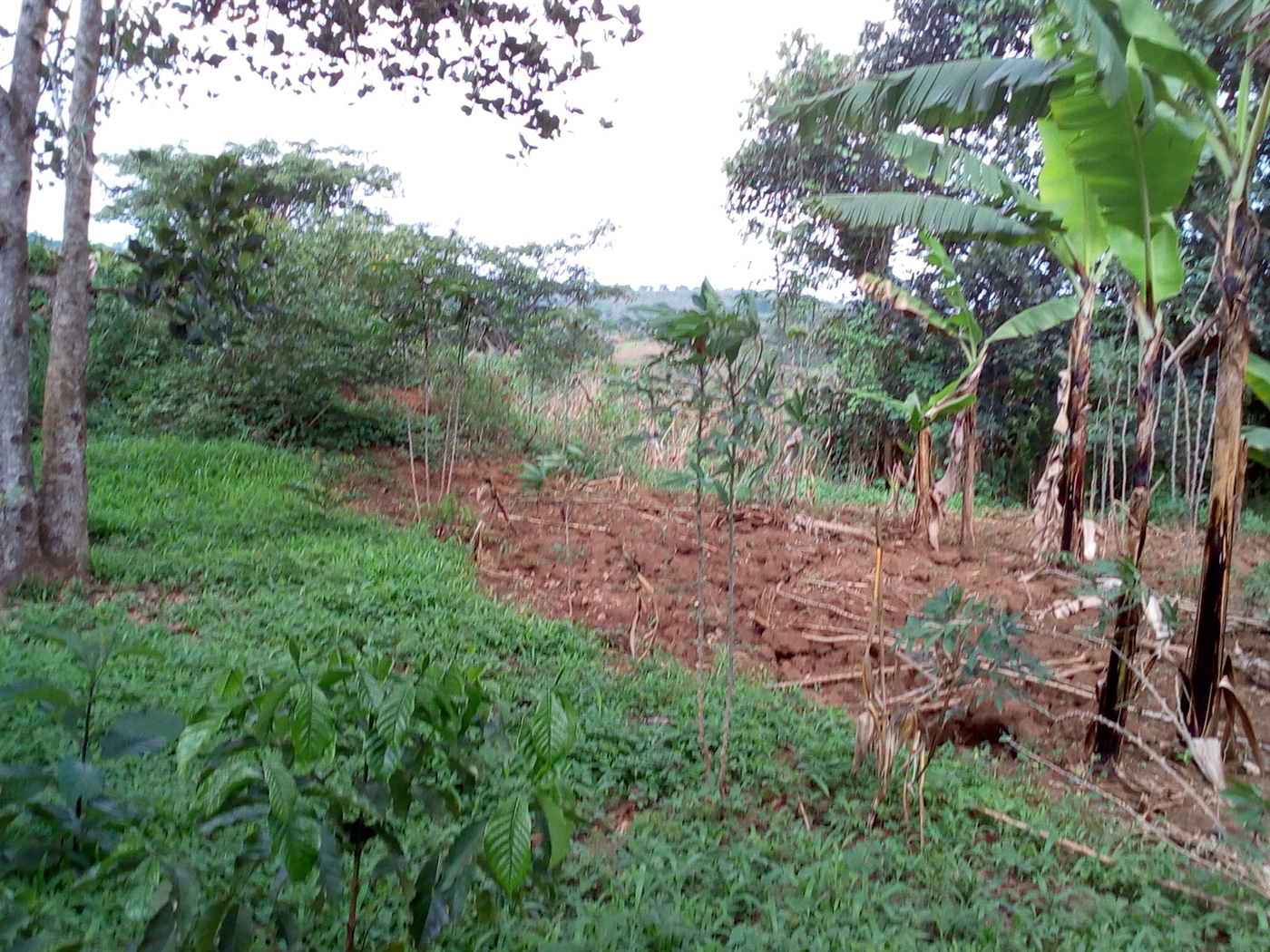 Agricultural Land for sale in Kasambya Mubende