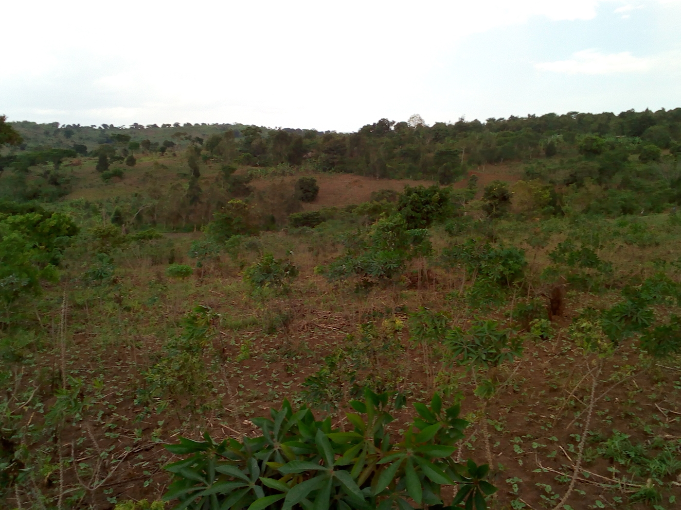 Agricultural Land for sale in Kasambya Mubende