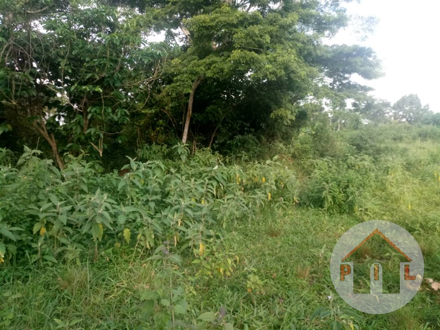 Agricultural Land for sale in Ziloobwe Luweero