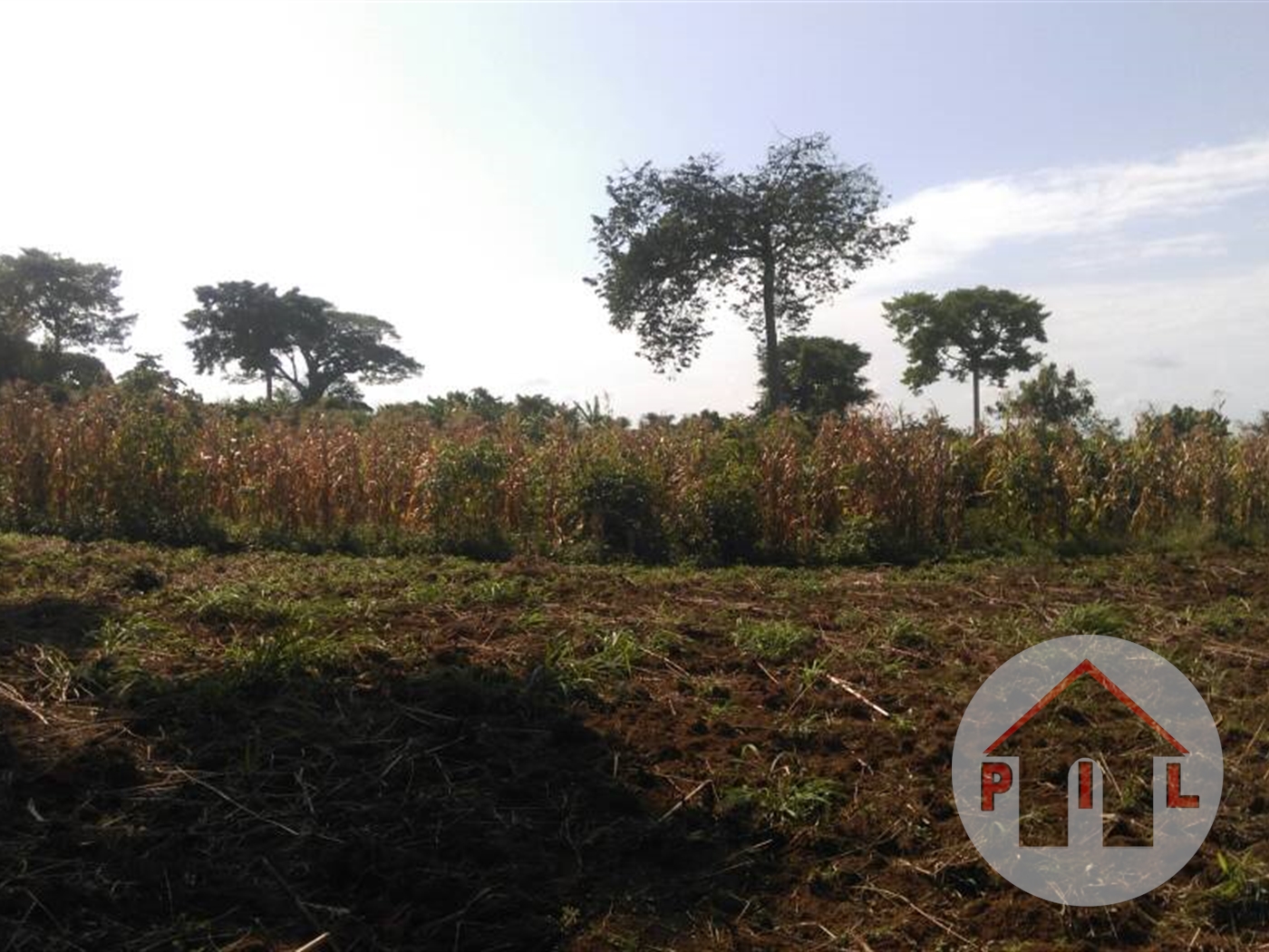 Agricultural Land for sale in Ziloobwe Luweero