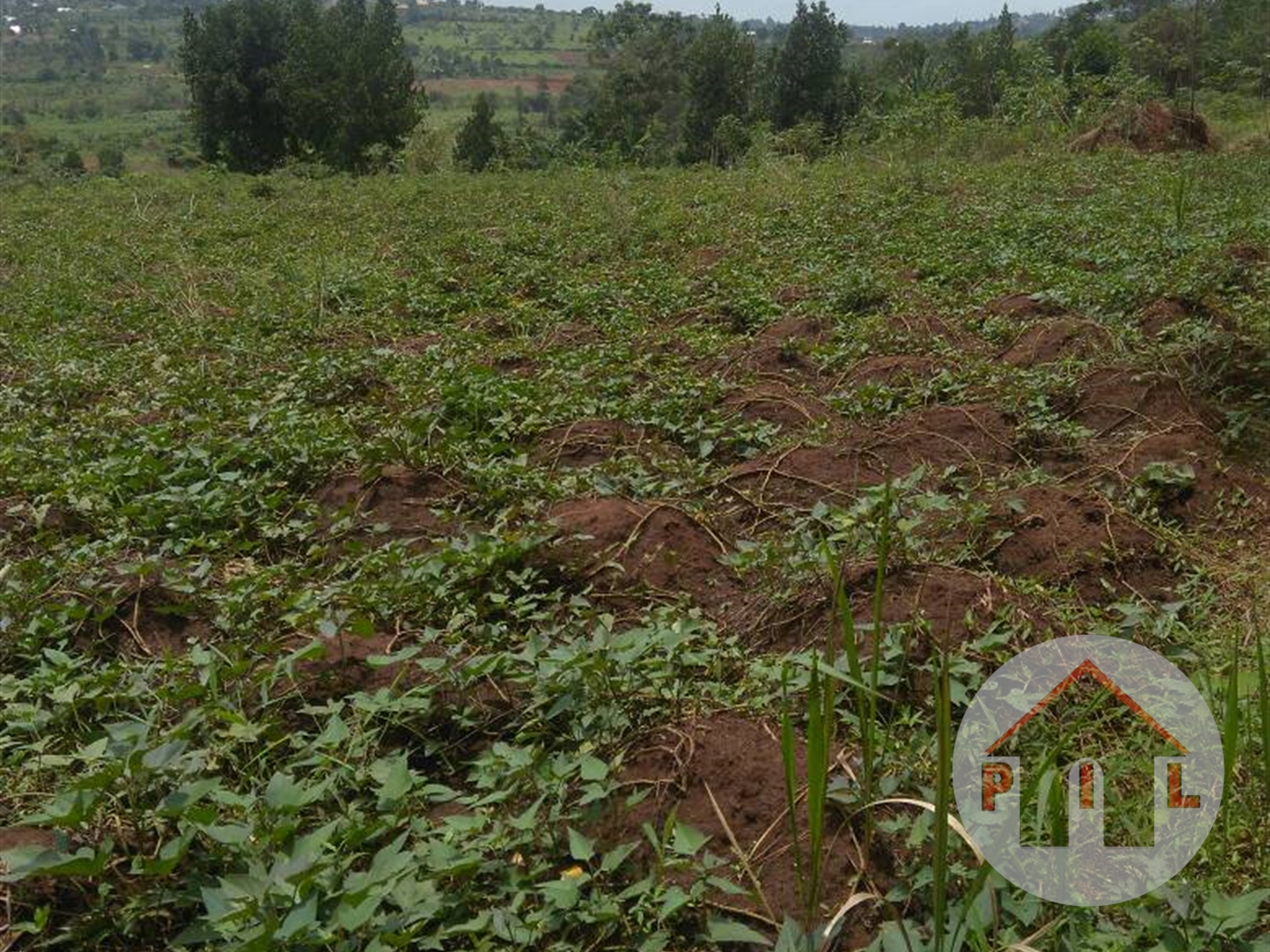 Agricultural Land for sale in Buloba Wakiso