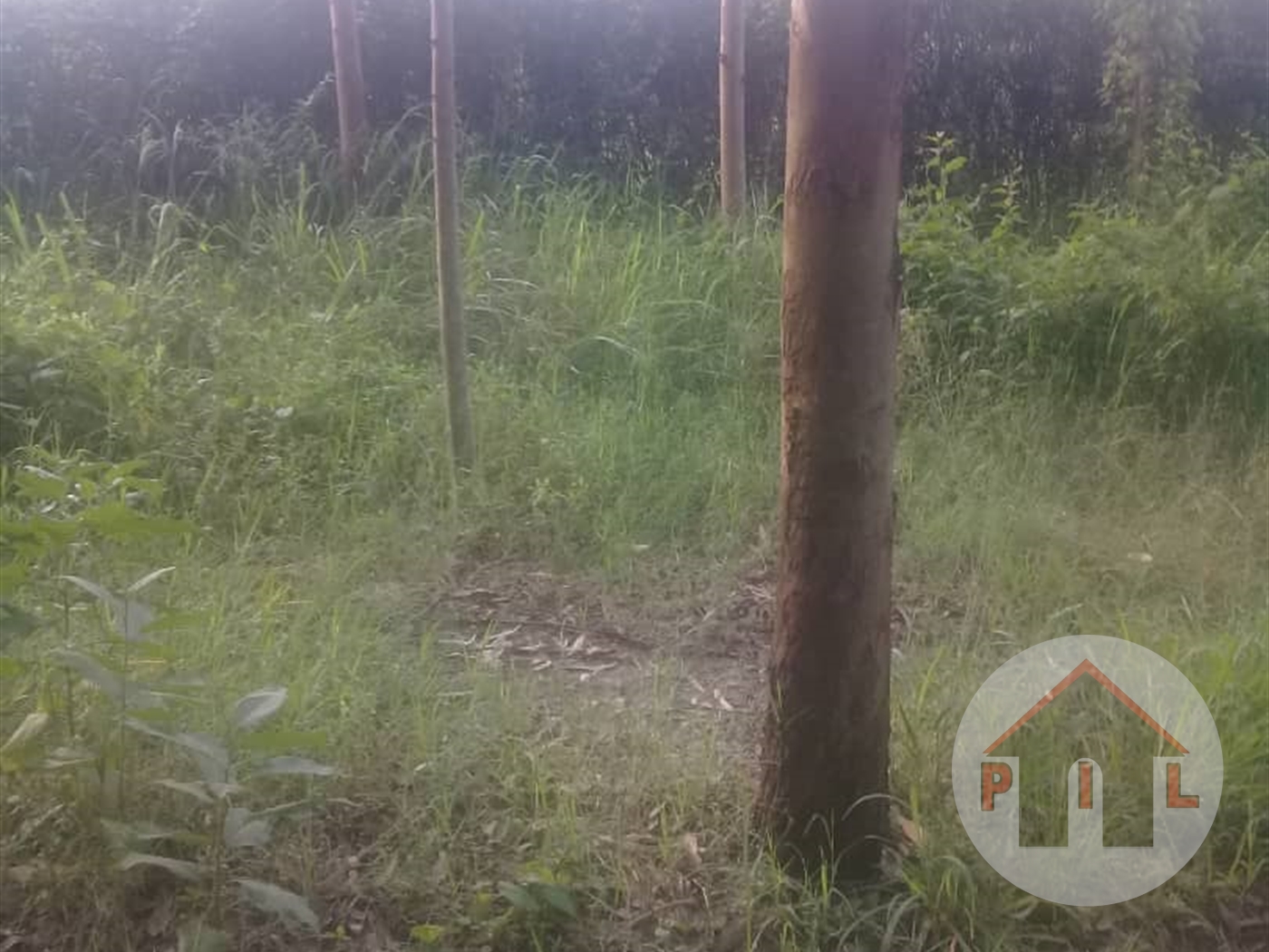 Agricultural Land for sale in Bumwema Mayuge