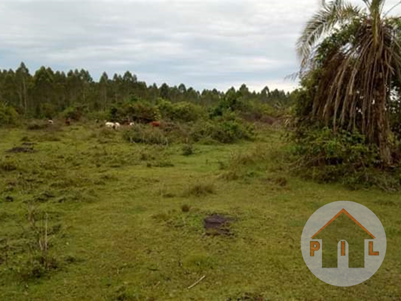 Agricultural Land for sale in Bukatabira Mayuge