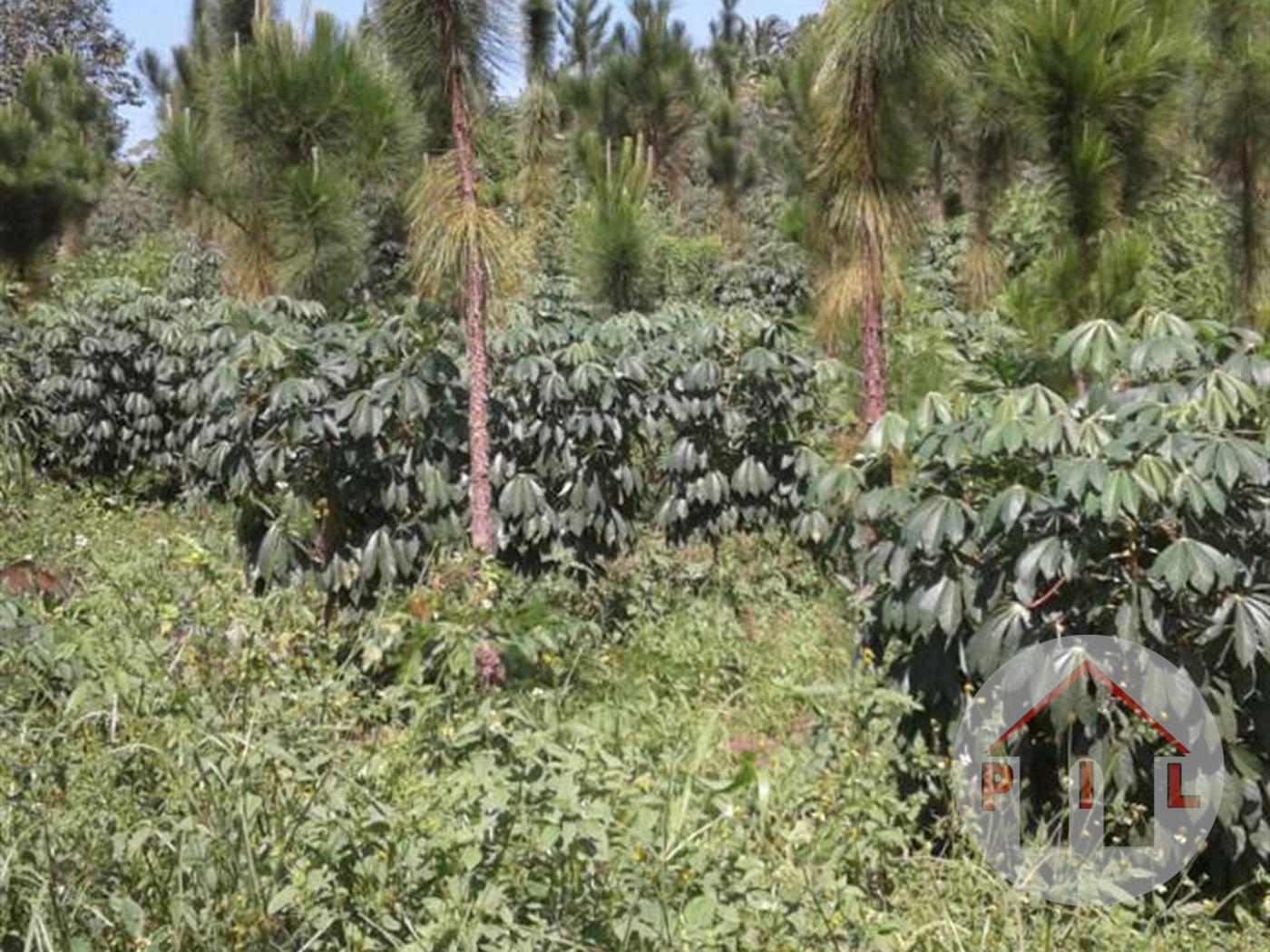 Residential Land for sale in Maya Wakiso