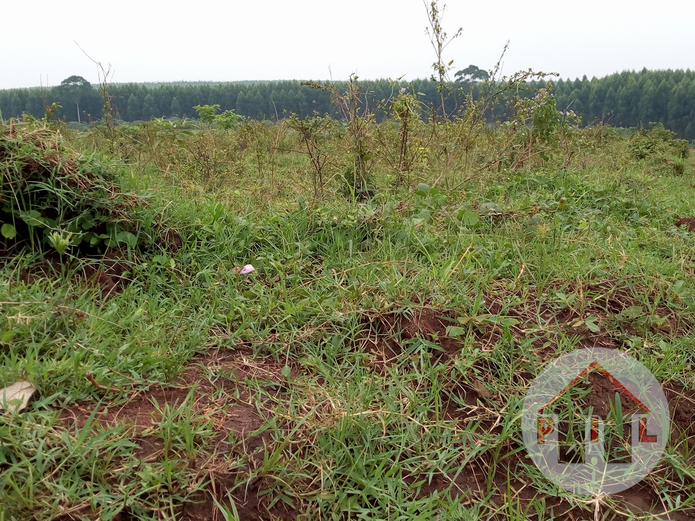 Agricultural Land for sale in Kikyuusa Luweero