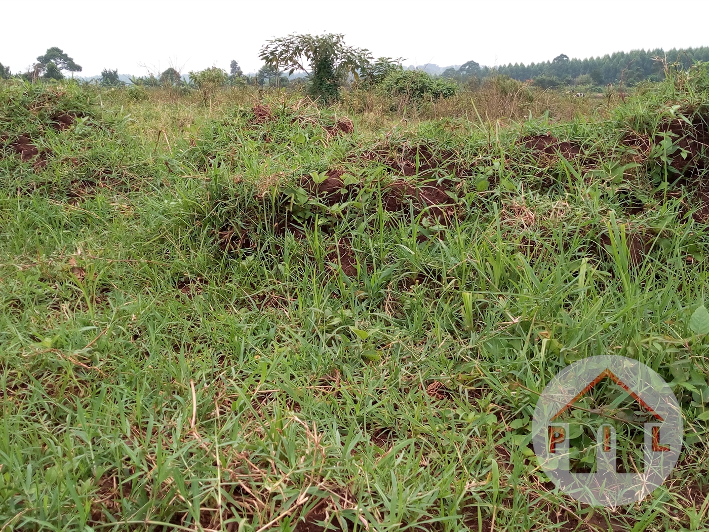 Agricultural Land for sale in Kikyuusa Luweero