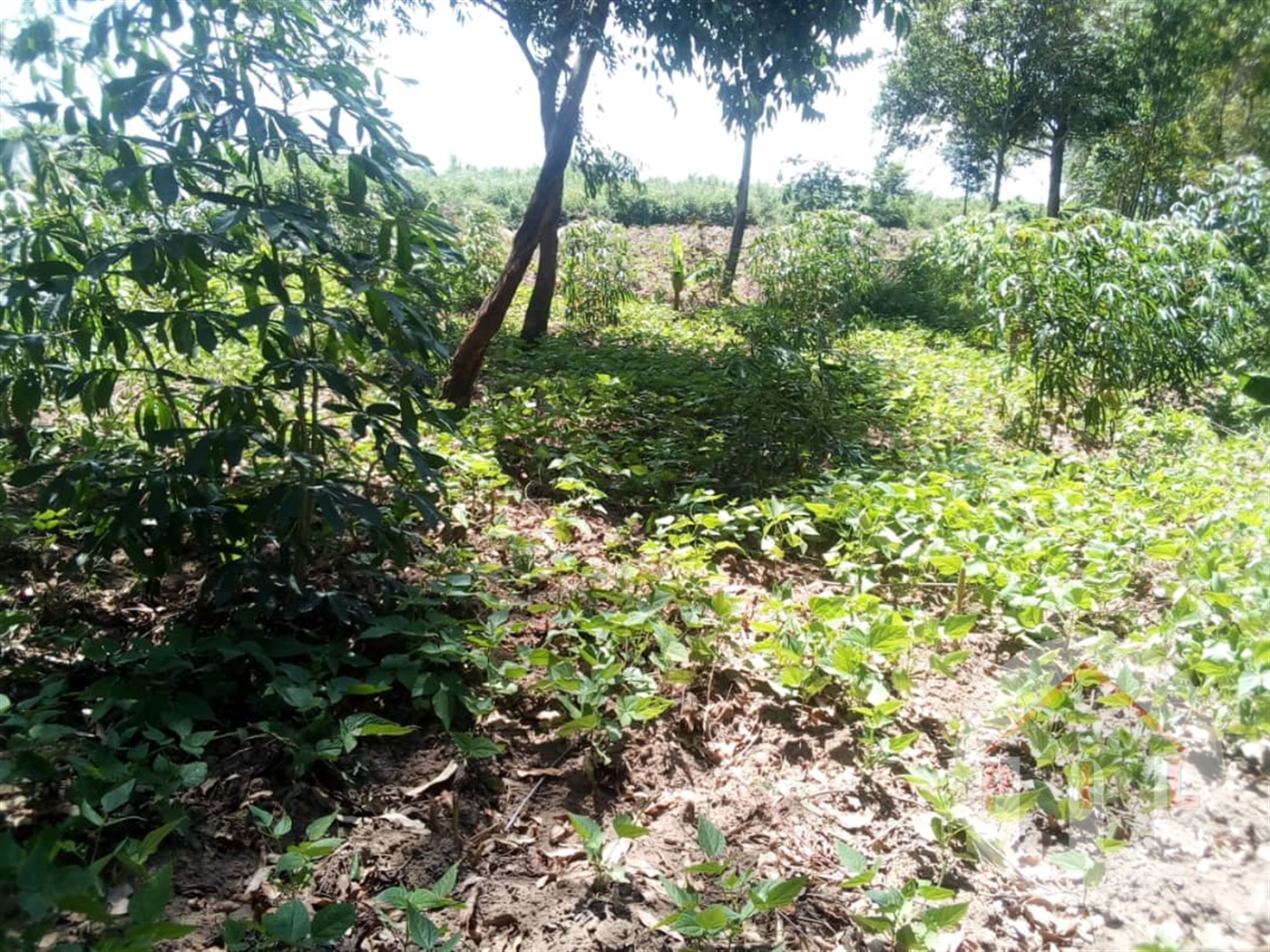 Agricultural Land for sale in Lukaya Masaka