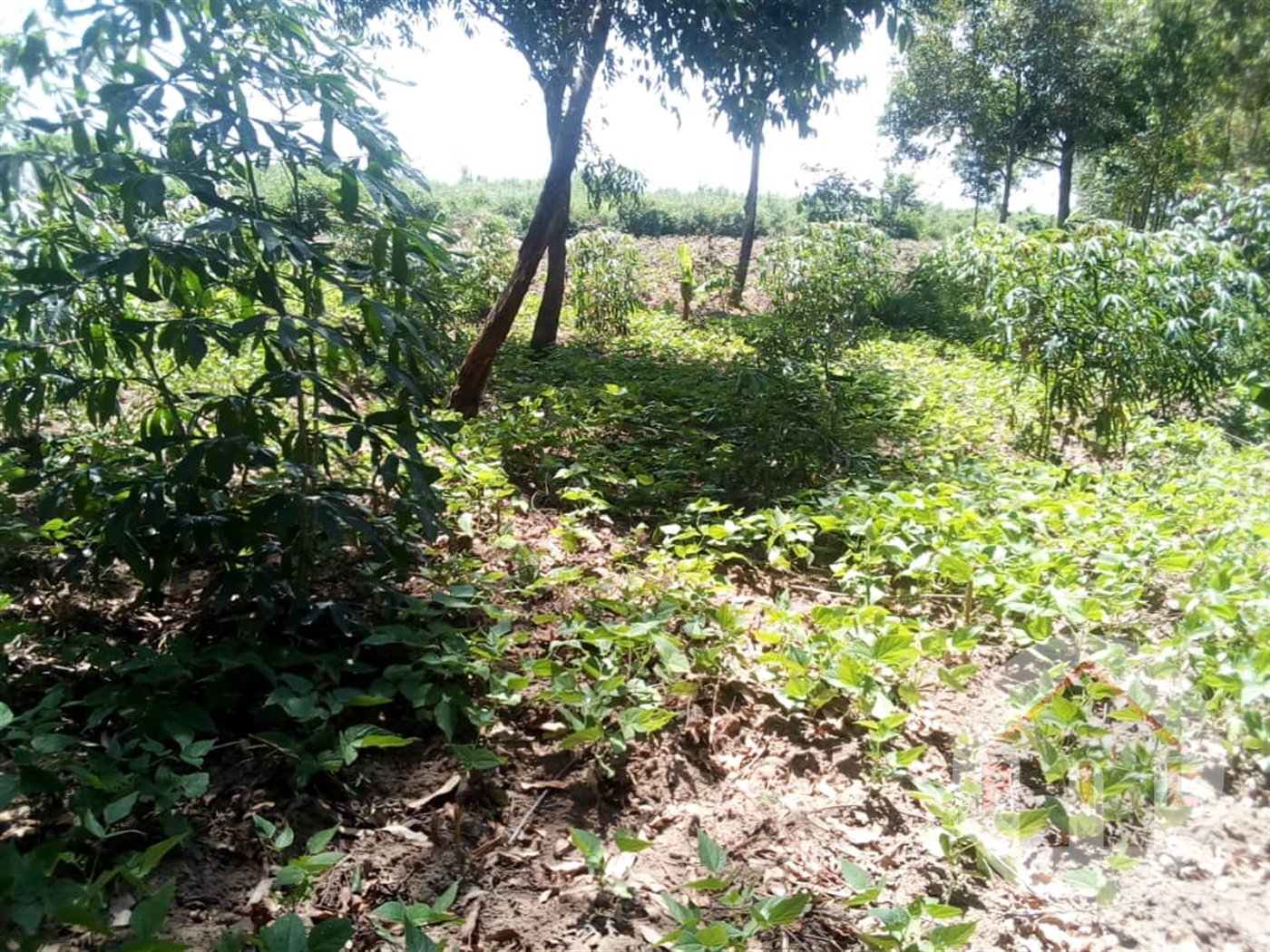 Agricultural Land for sale in Lukaya Masaka