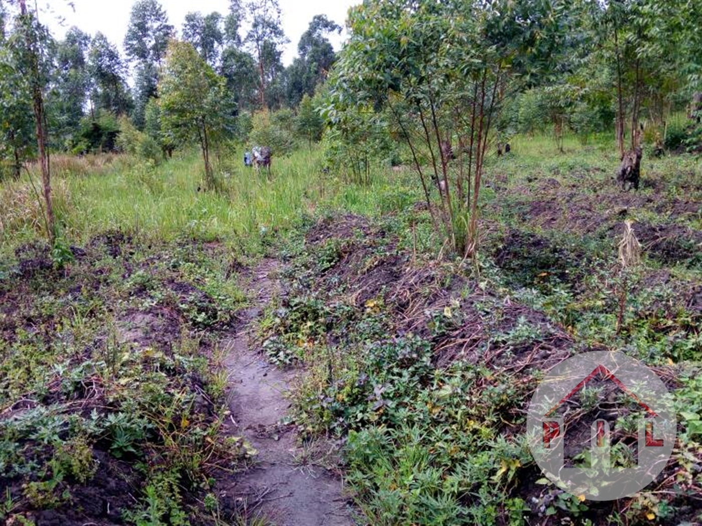 Agricultural Land for sale in Mubende Mubende