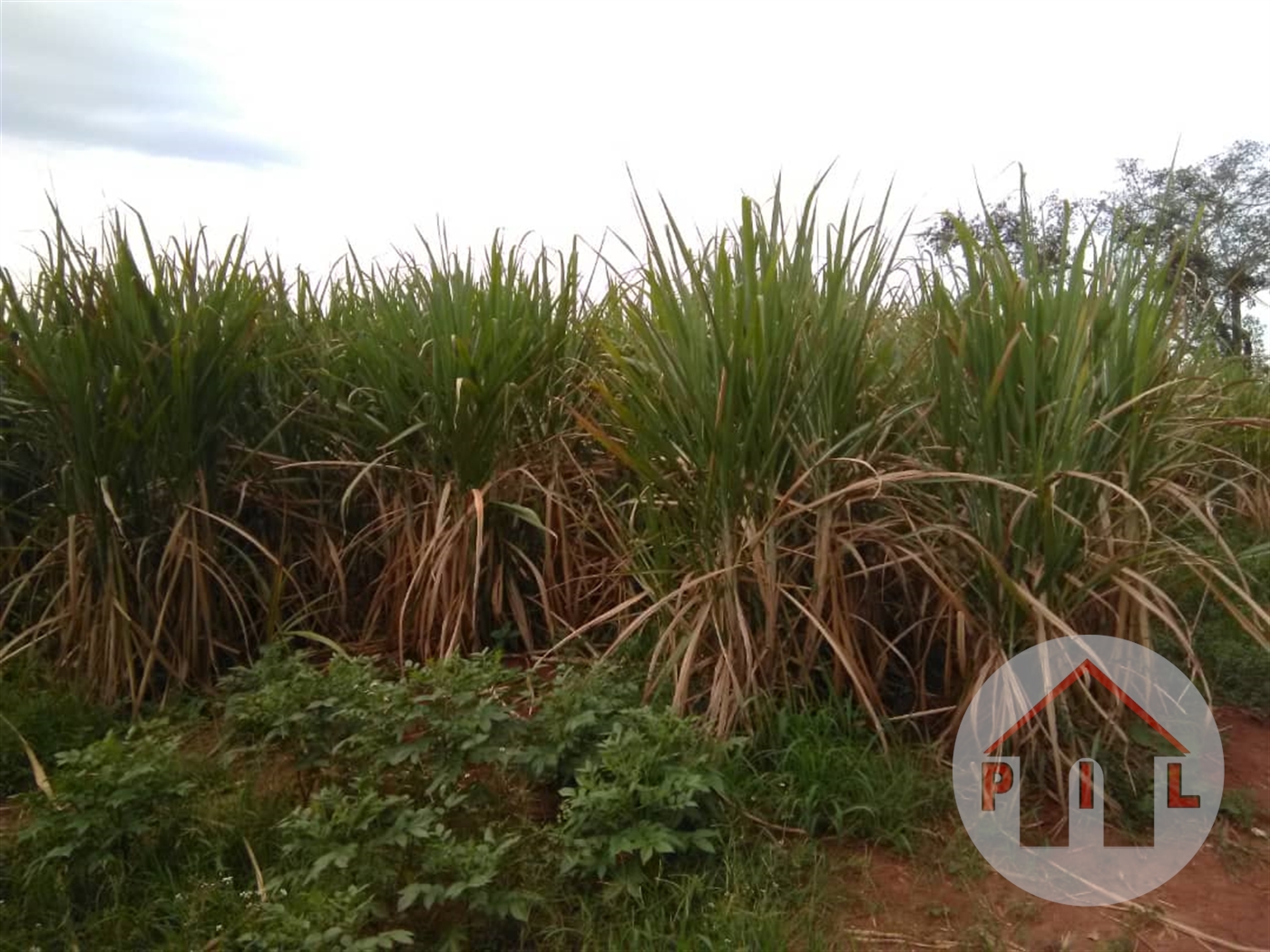 Agricultural Land for sale in Kapeeka Nakaseke