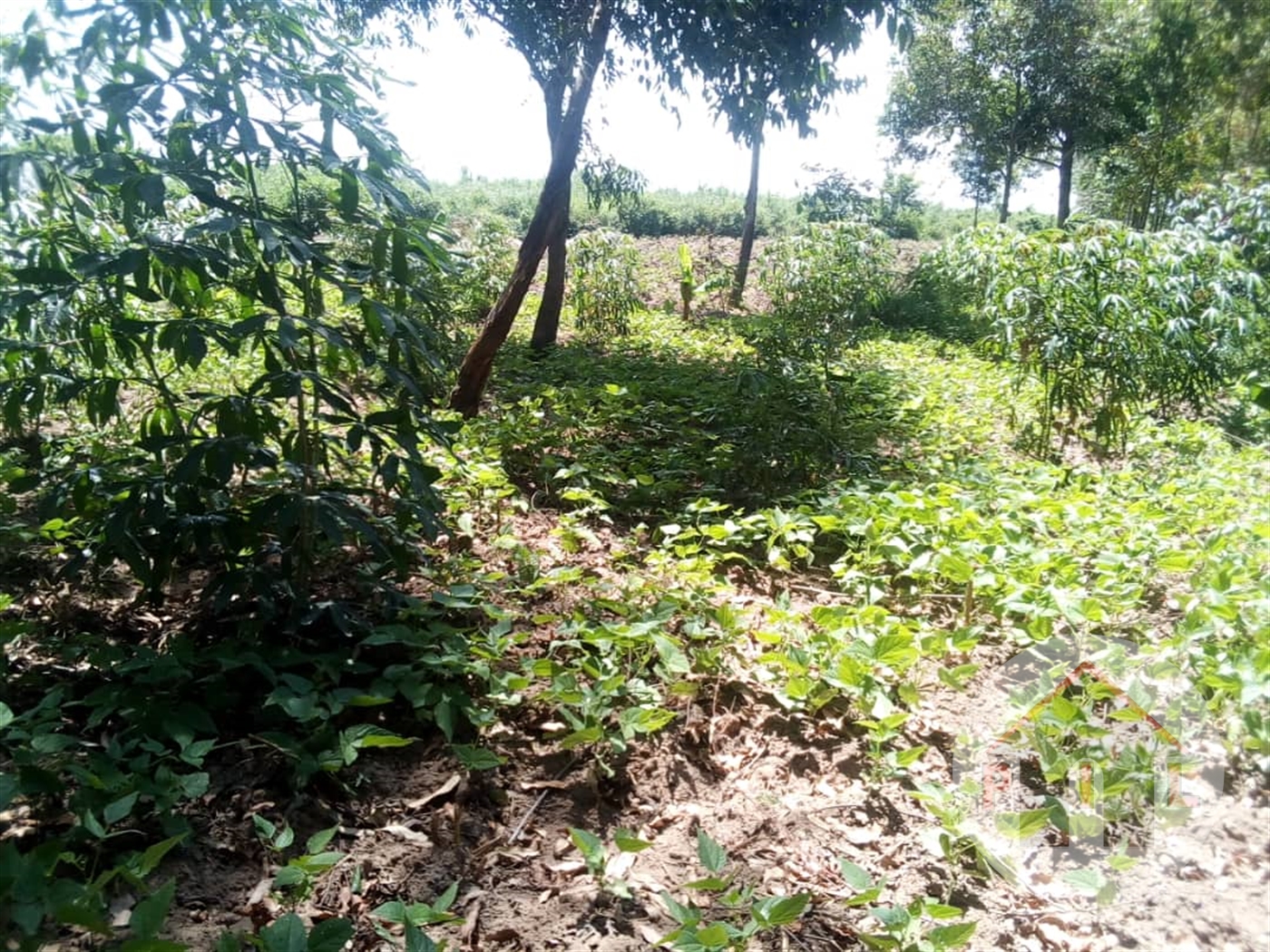 Agricultural Land for sale in Kyamuyingo Nakasongola
