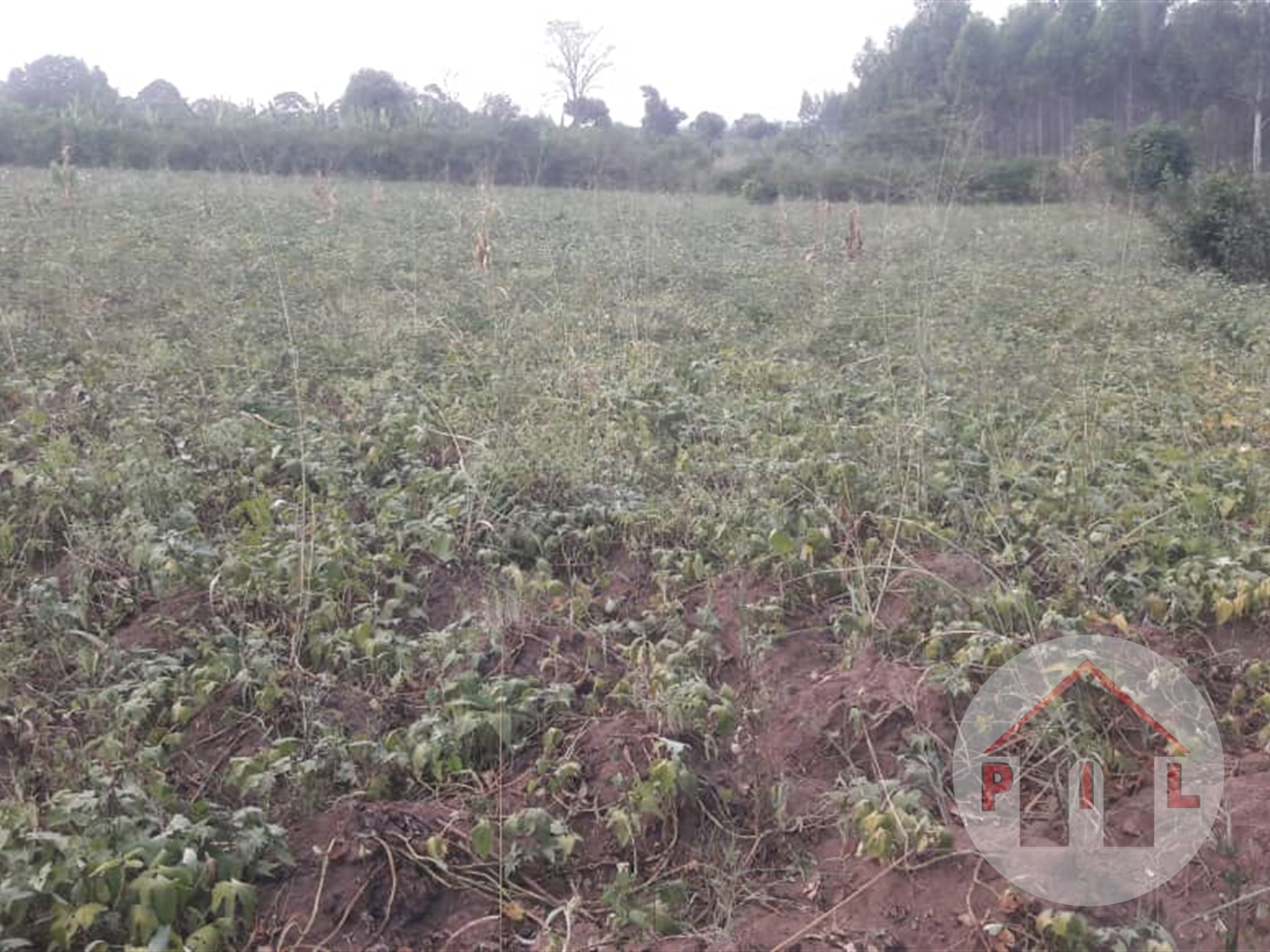 Agricultural Land for sale in Vvumba Wakiso