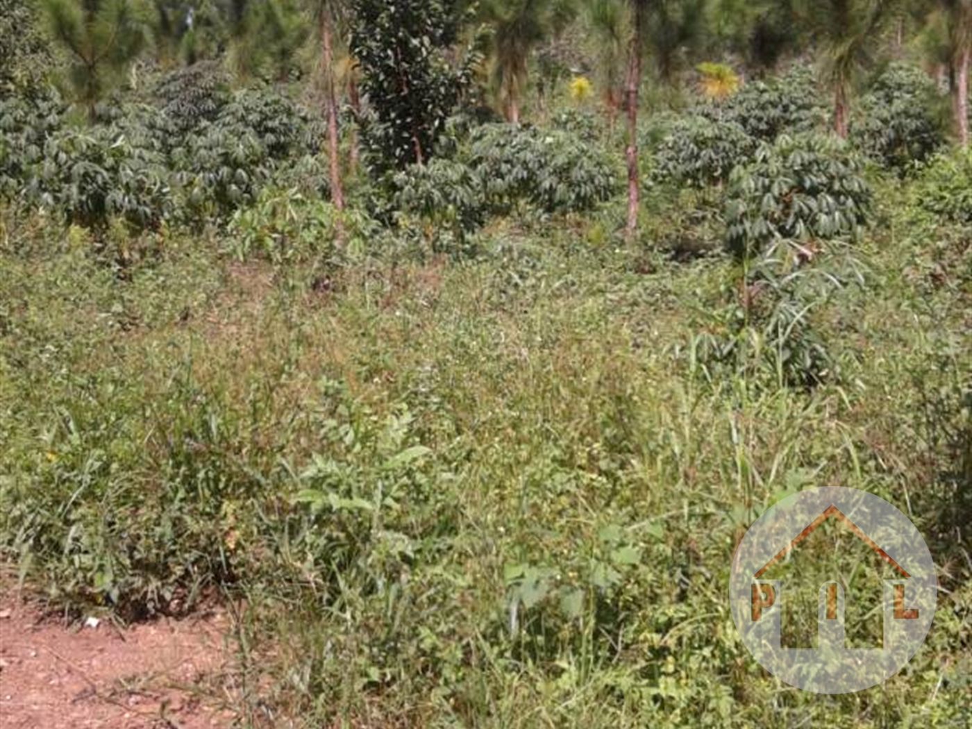 Agricultural Land for sale in Nakaseke Luweero