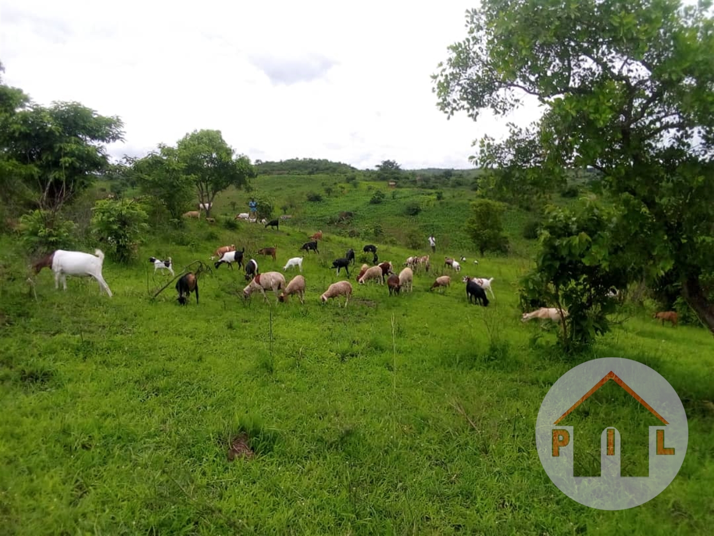 Agricultural Land for sale in Ngoma Kamwenge
