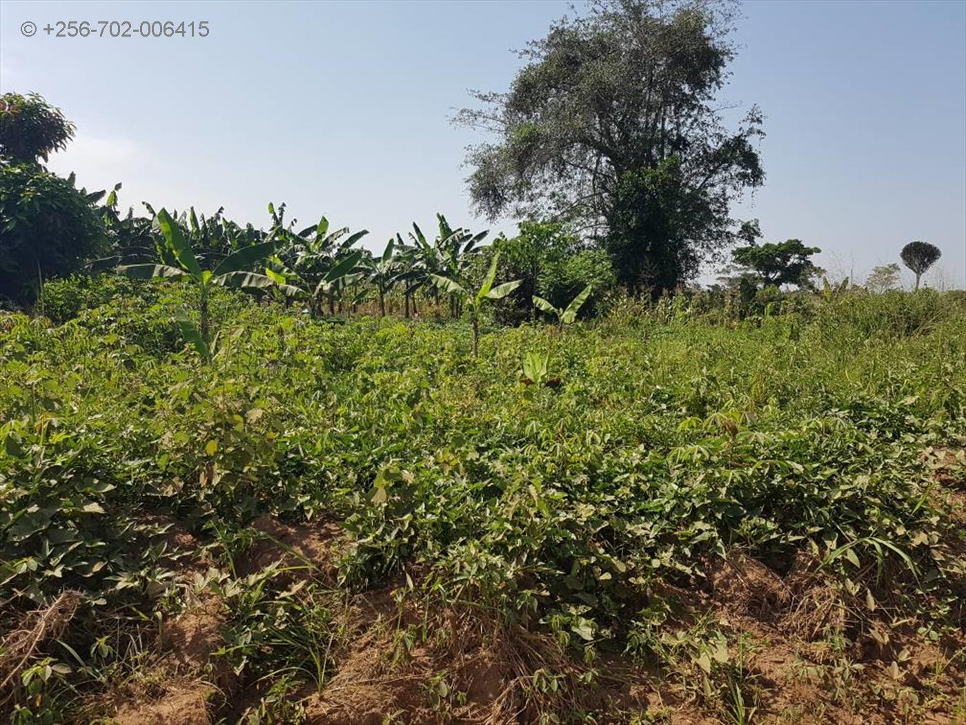 Agricultural Land for sale in Kikyuusa Luweero