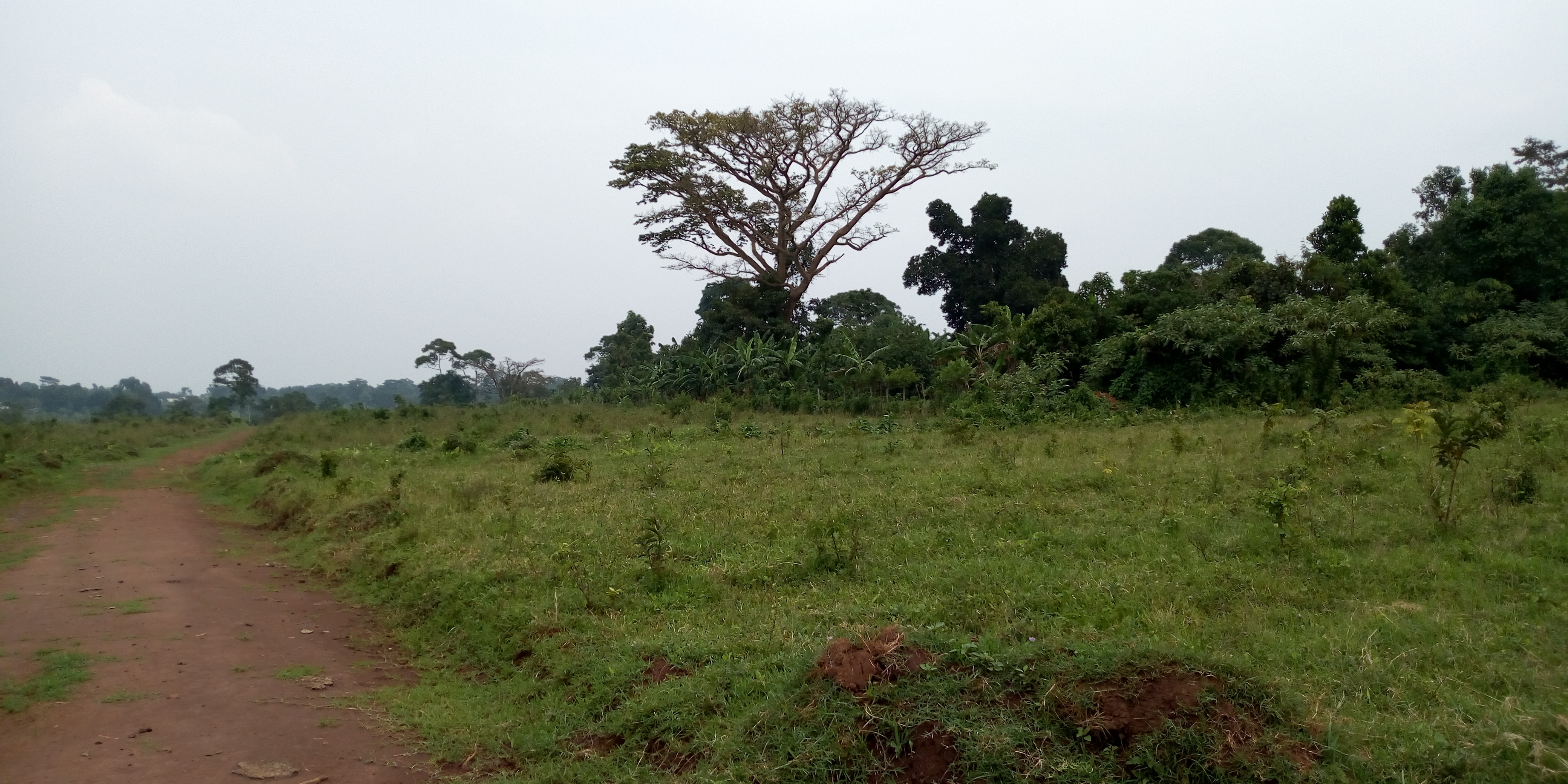 Agricultural Land for sale in Namalimba Luweero