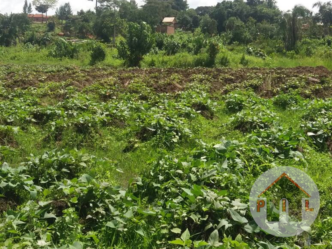 Agricultural Land for sale in Kisoga Mukono