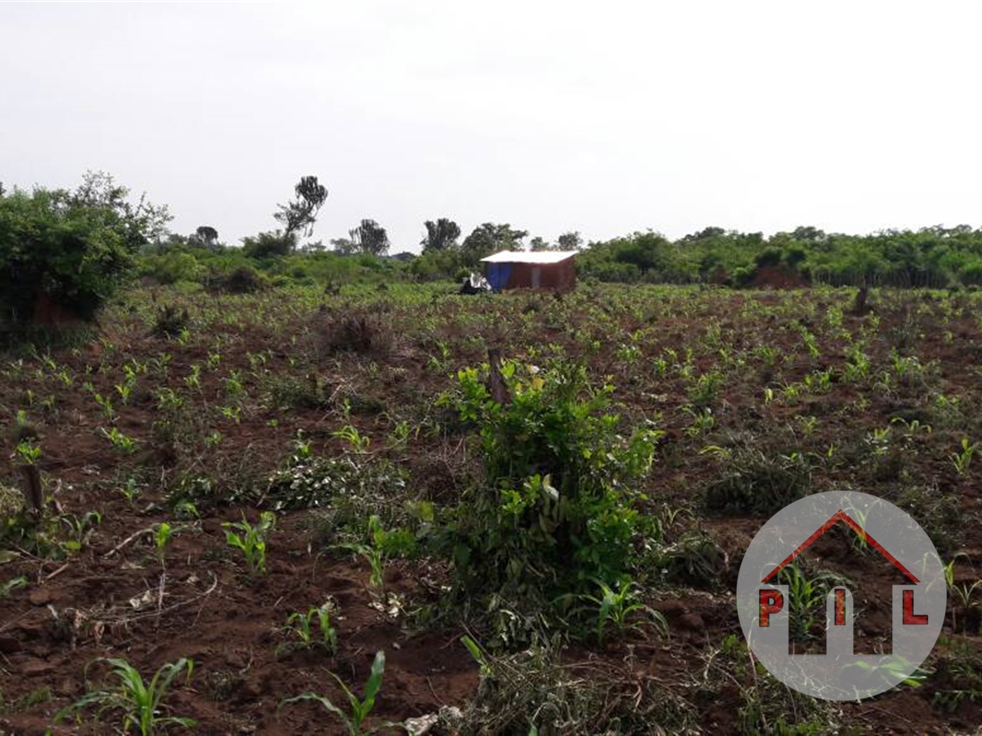 Agricultural Land for sale in Nakaseke Luweero
