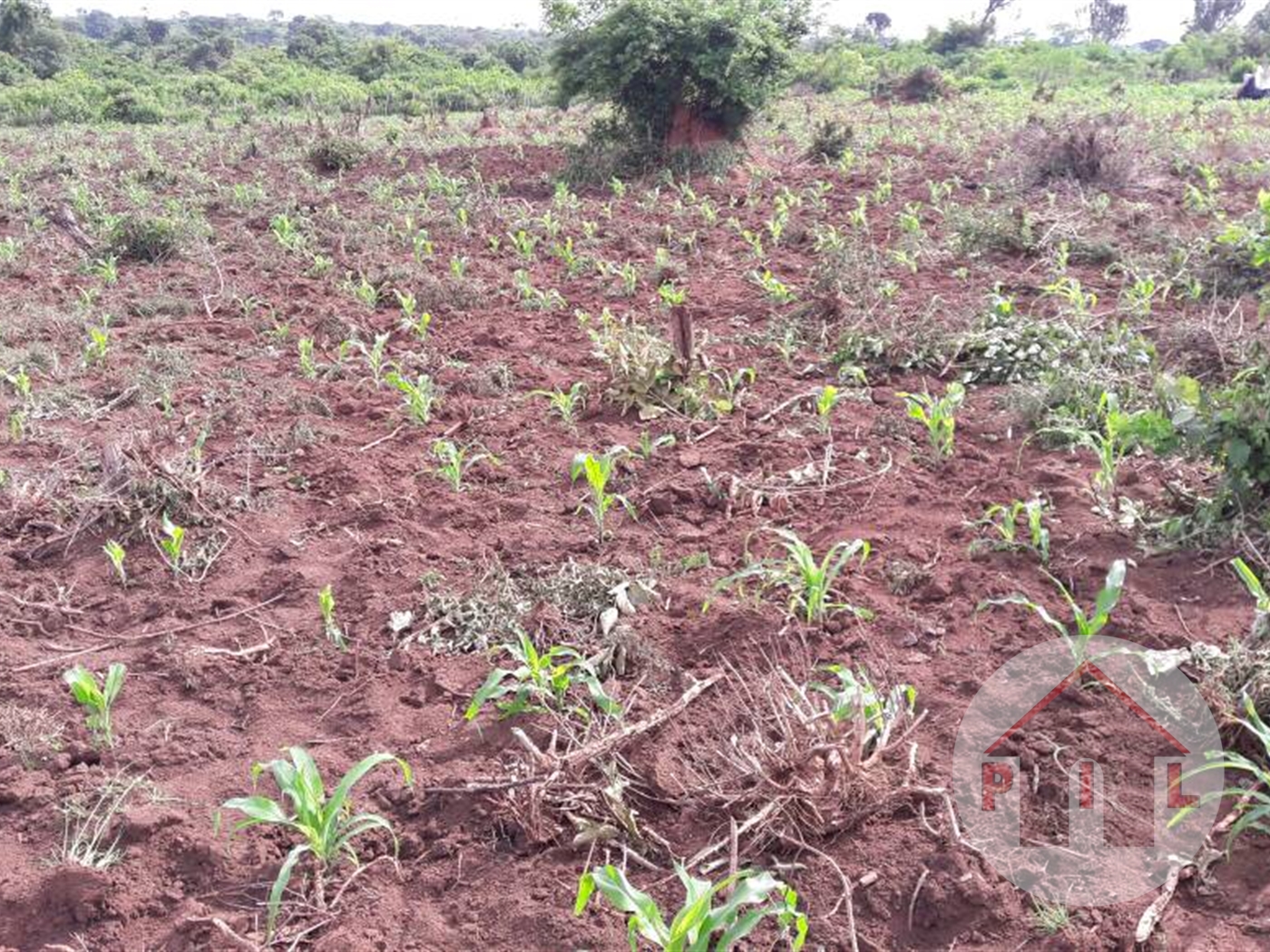 Agricultural Land for sale in Nakaseke Luweero