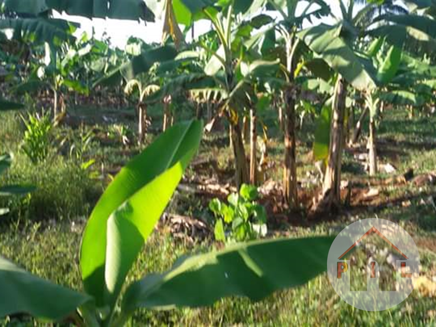 Agricultural Land for sale in Nkumba Wakiso