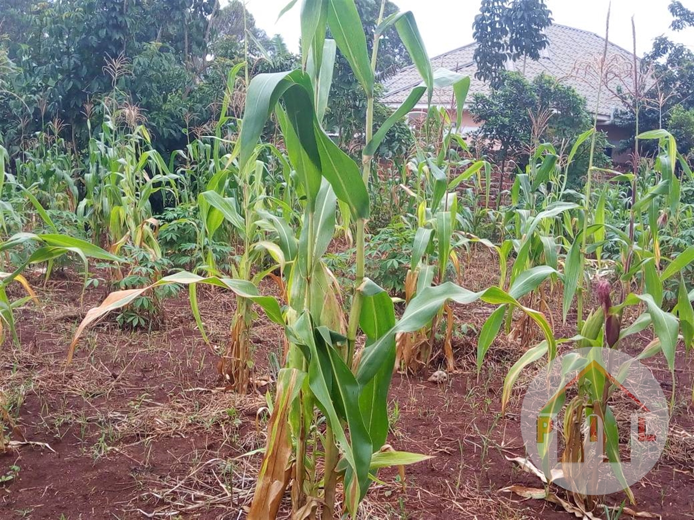 Residential Land for sale in Kira Wakiso