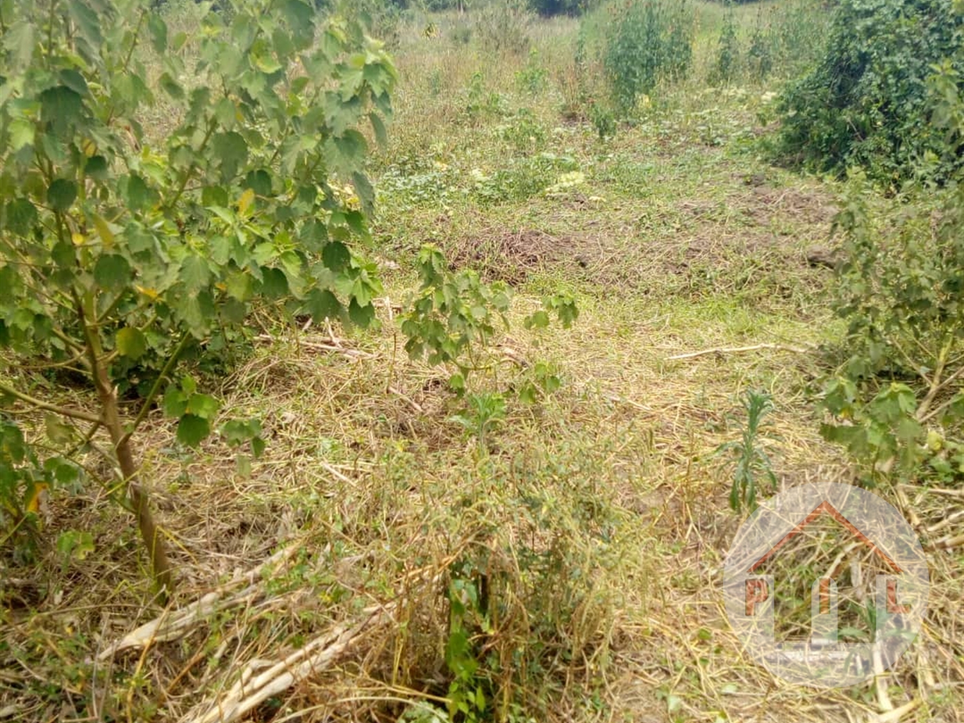Agricultural Land for sale in Kyawangabi Luweero