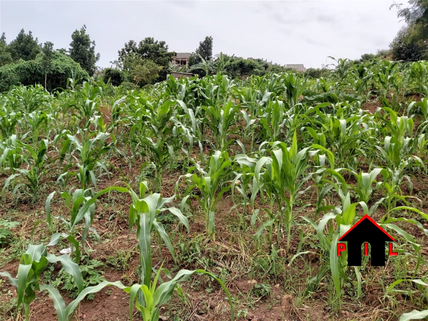 Agricultural Land for sale in Kabamba Mubende