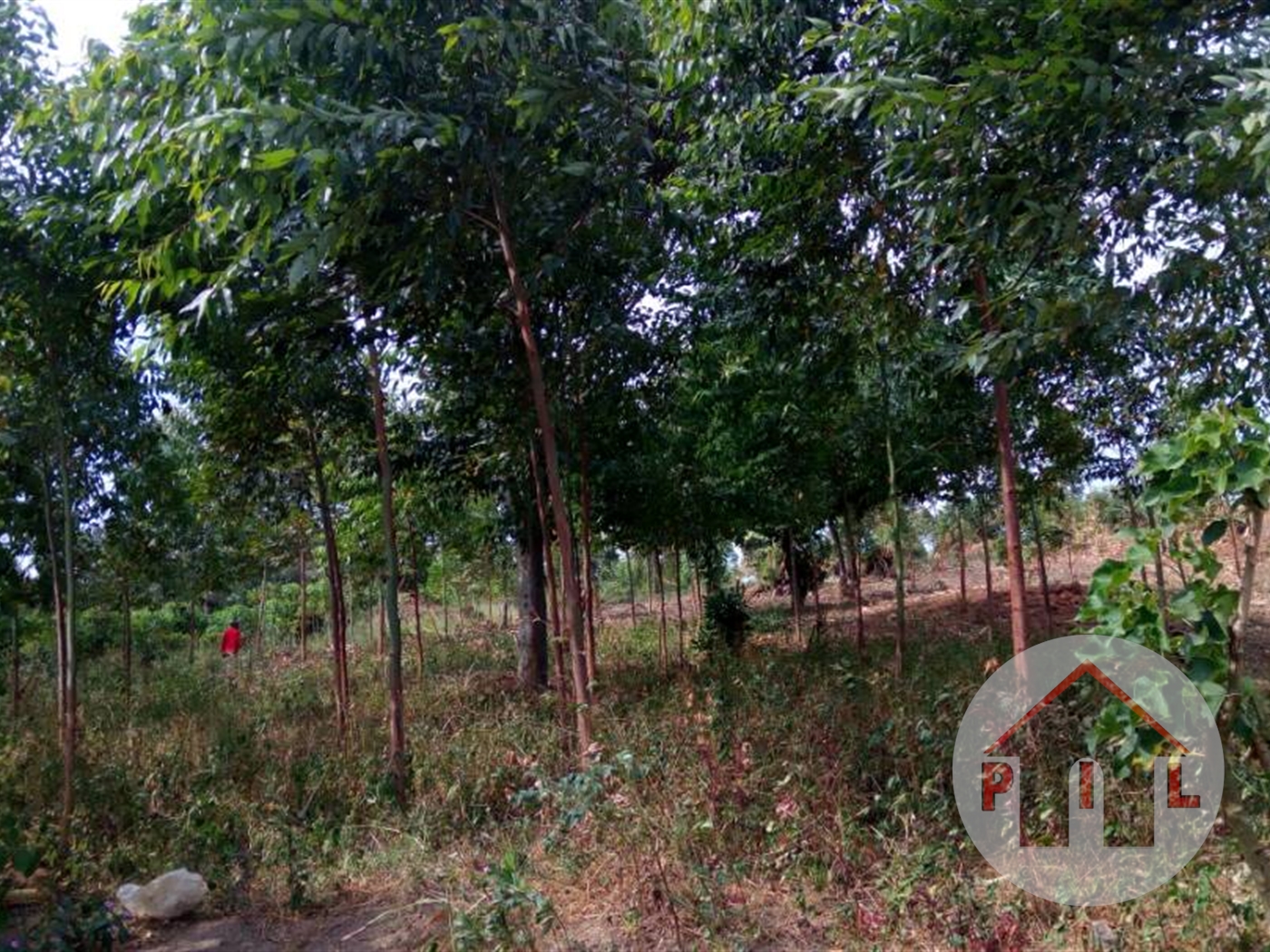 Agricultural Land for sale in Kikonge Mityana