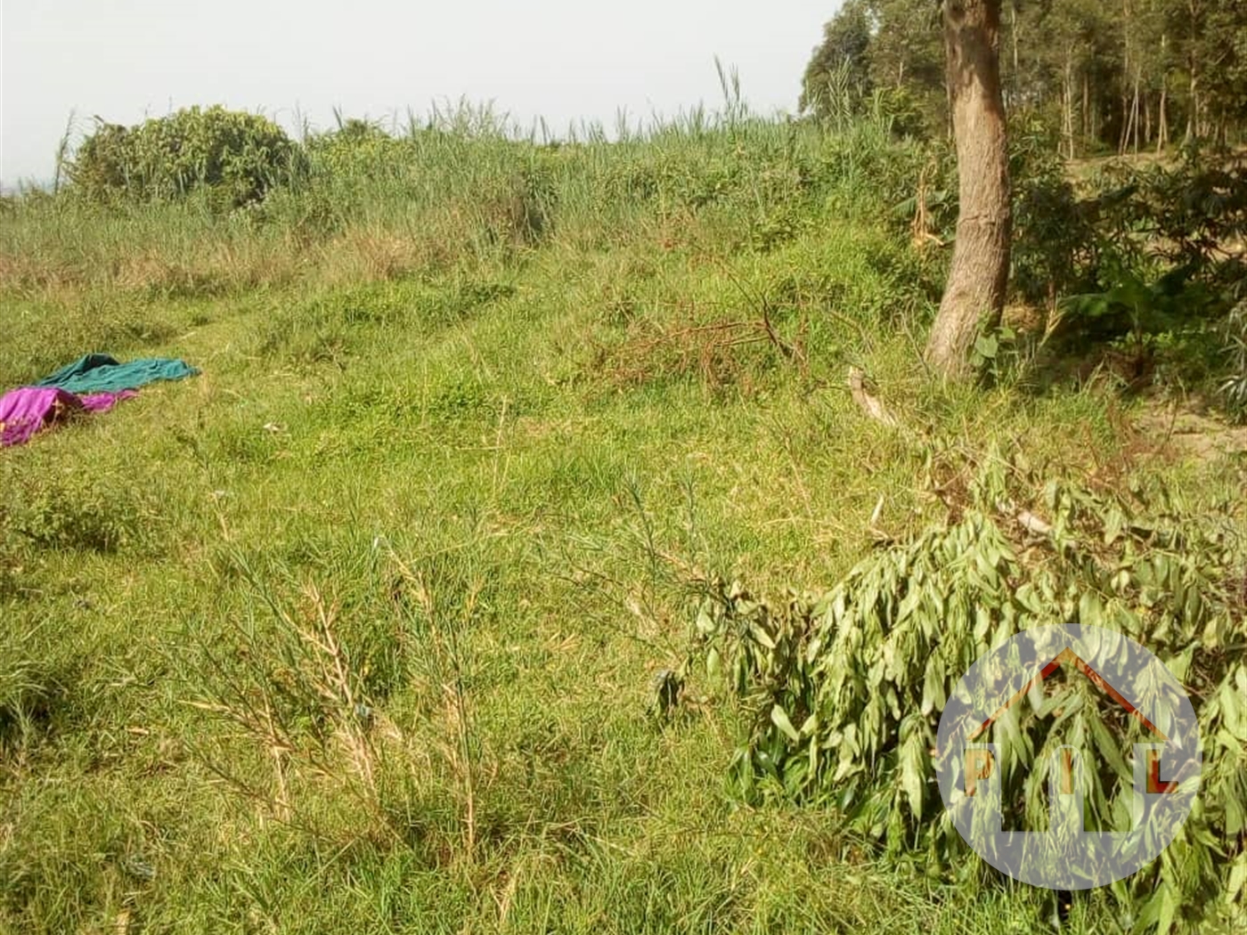 Agricultural Land for sale in Nsonga Mukono