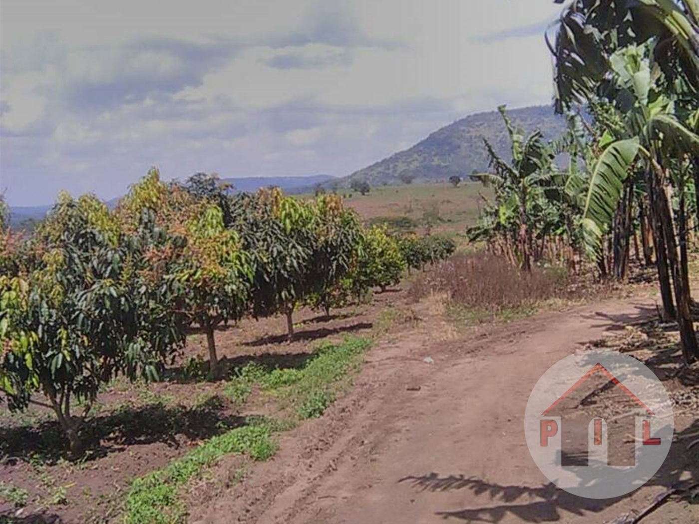 Agricultural Land for sale in Bukuya Mityana