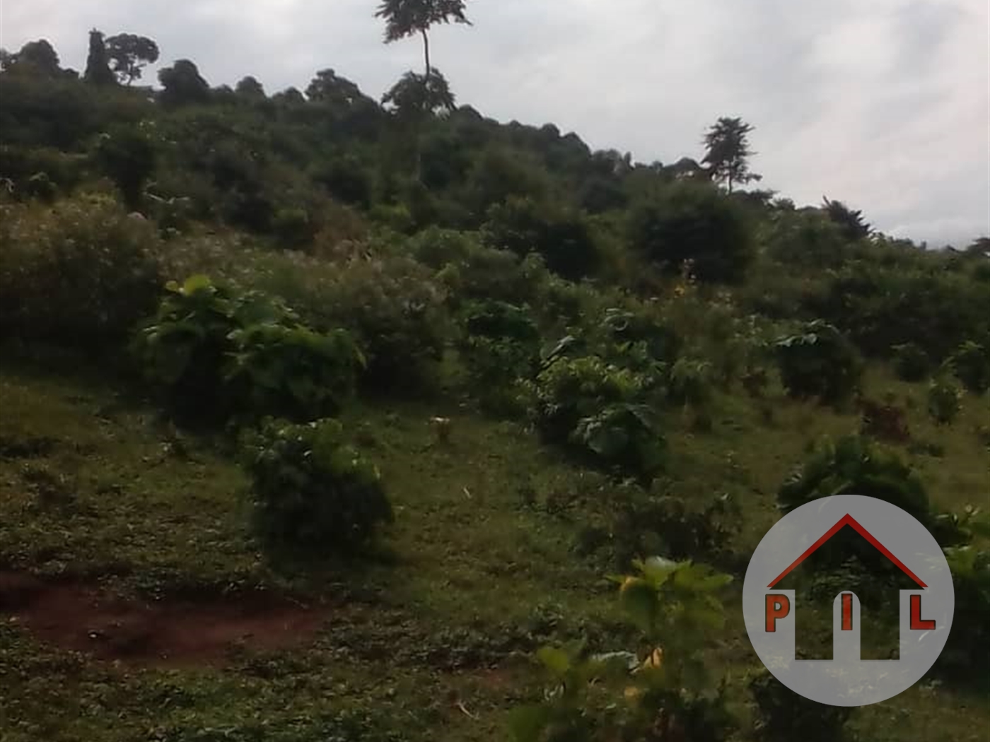 Agricultural Land for sale in Kisigula Bugiri