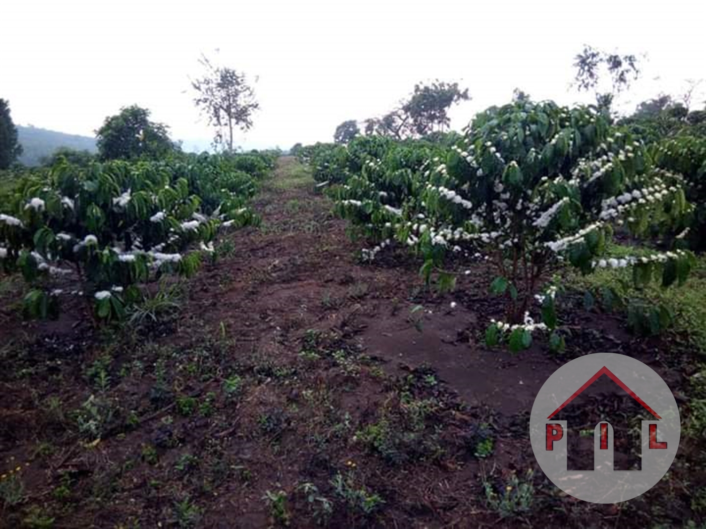 Agricultural Land for sale in Bulambuli Mbaale