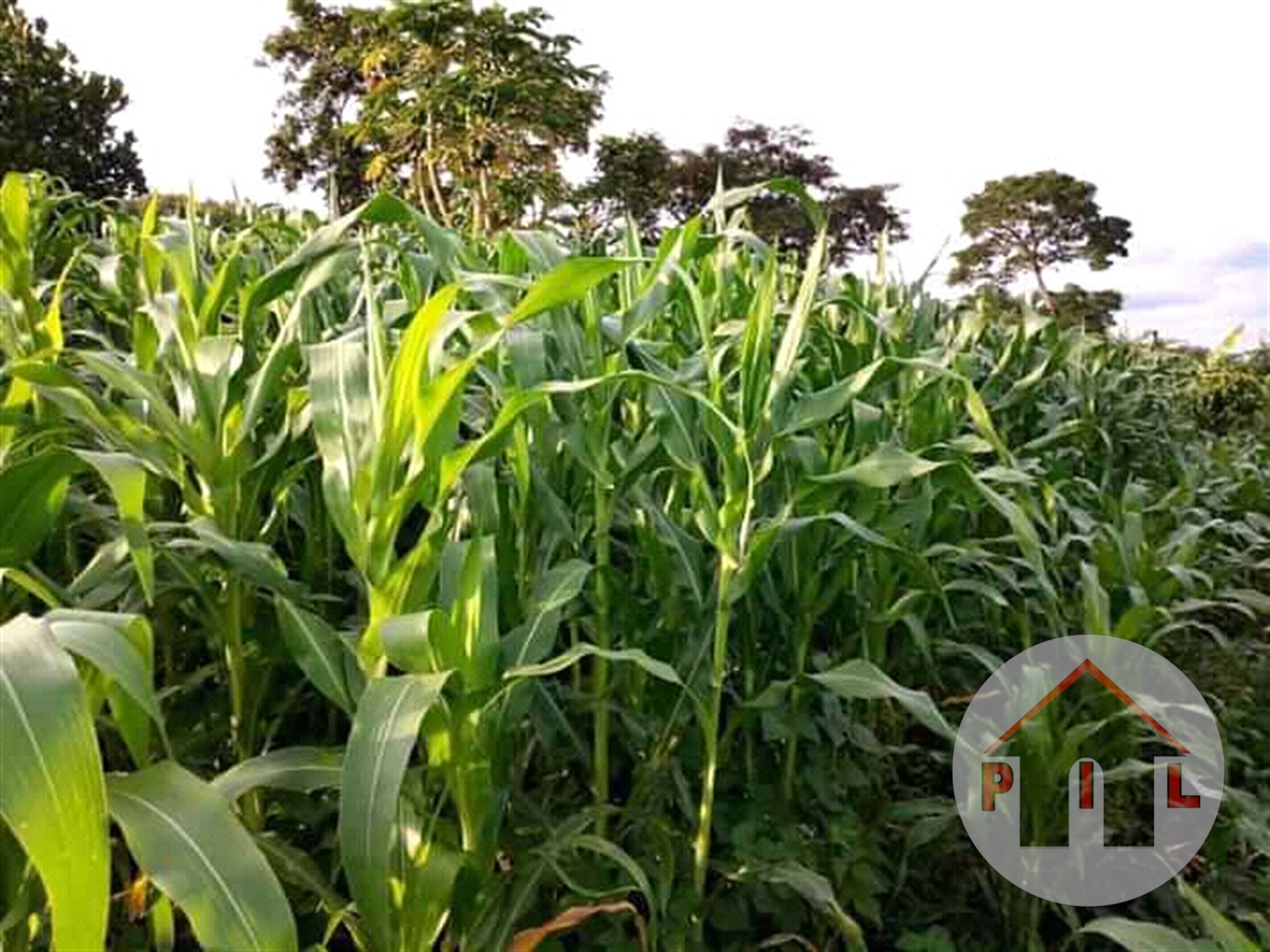 Agricultural Land for sale in Kassanda Mubende